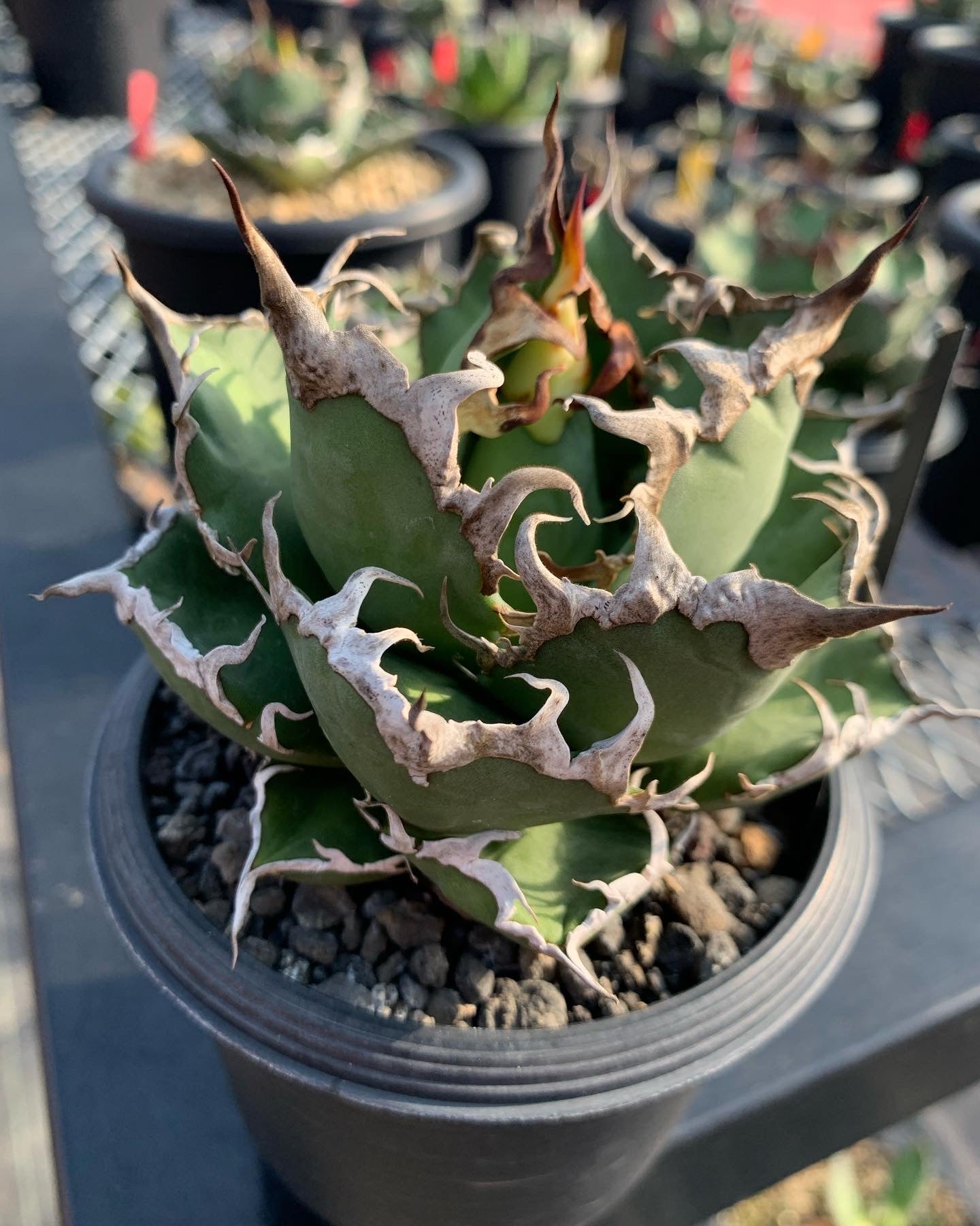 Agave Titanota “Caesar”凱撒　シーザー