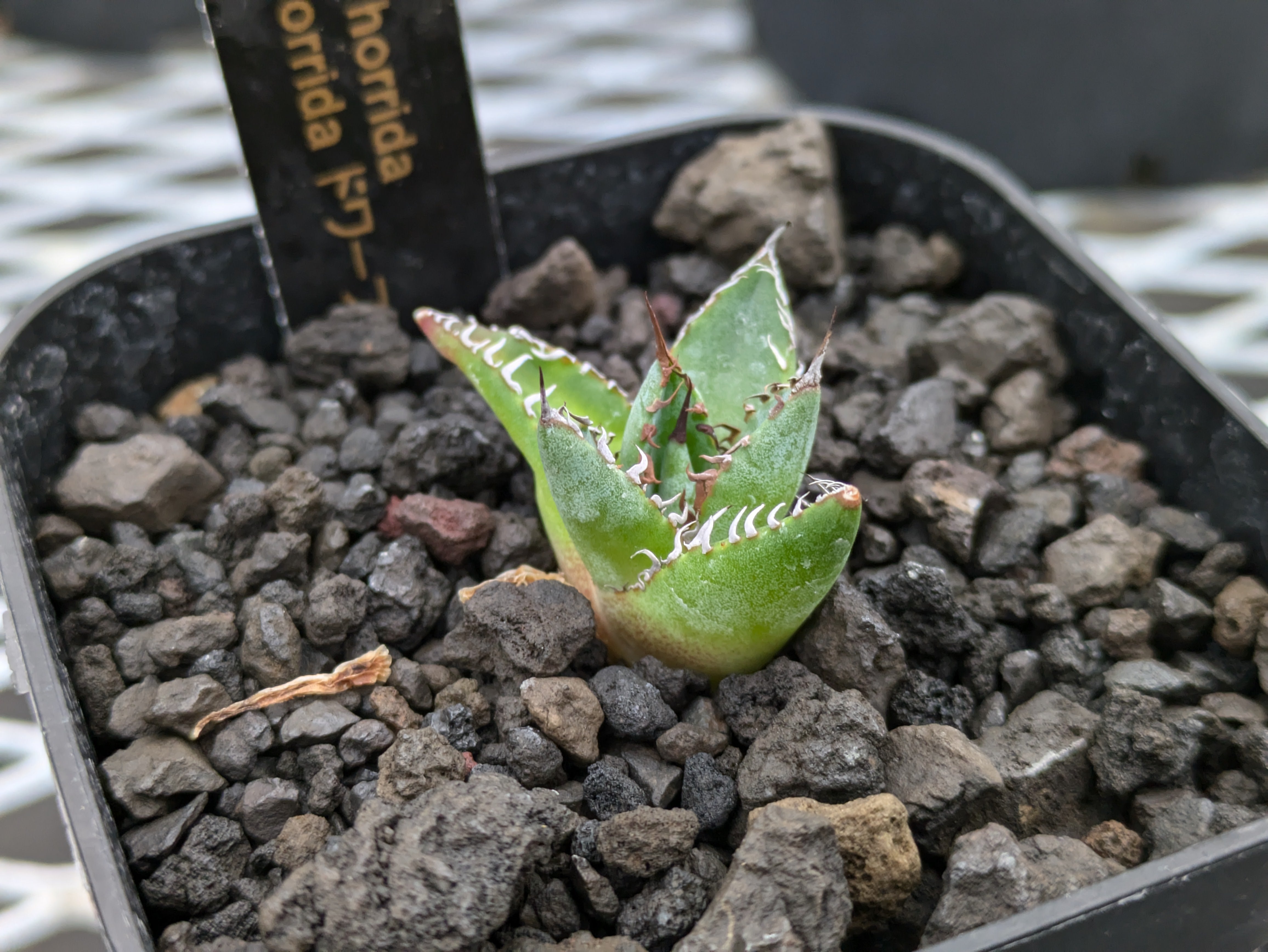 アガベ ホリダ Agave 子株 - 植物/観葉植物