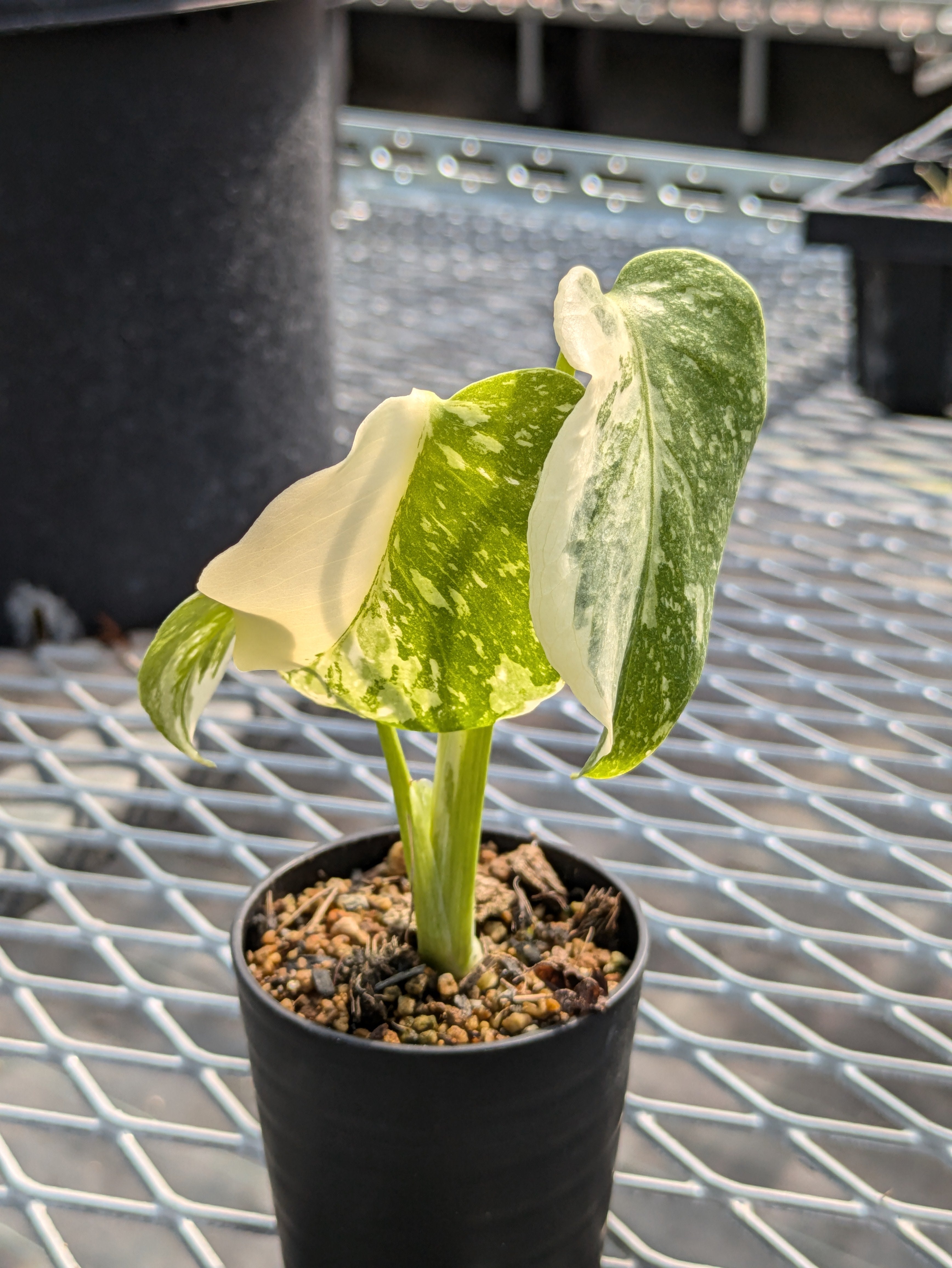 Monstera deliciosa (モンステラ デリシオーサ)斑入り