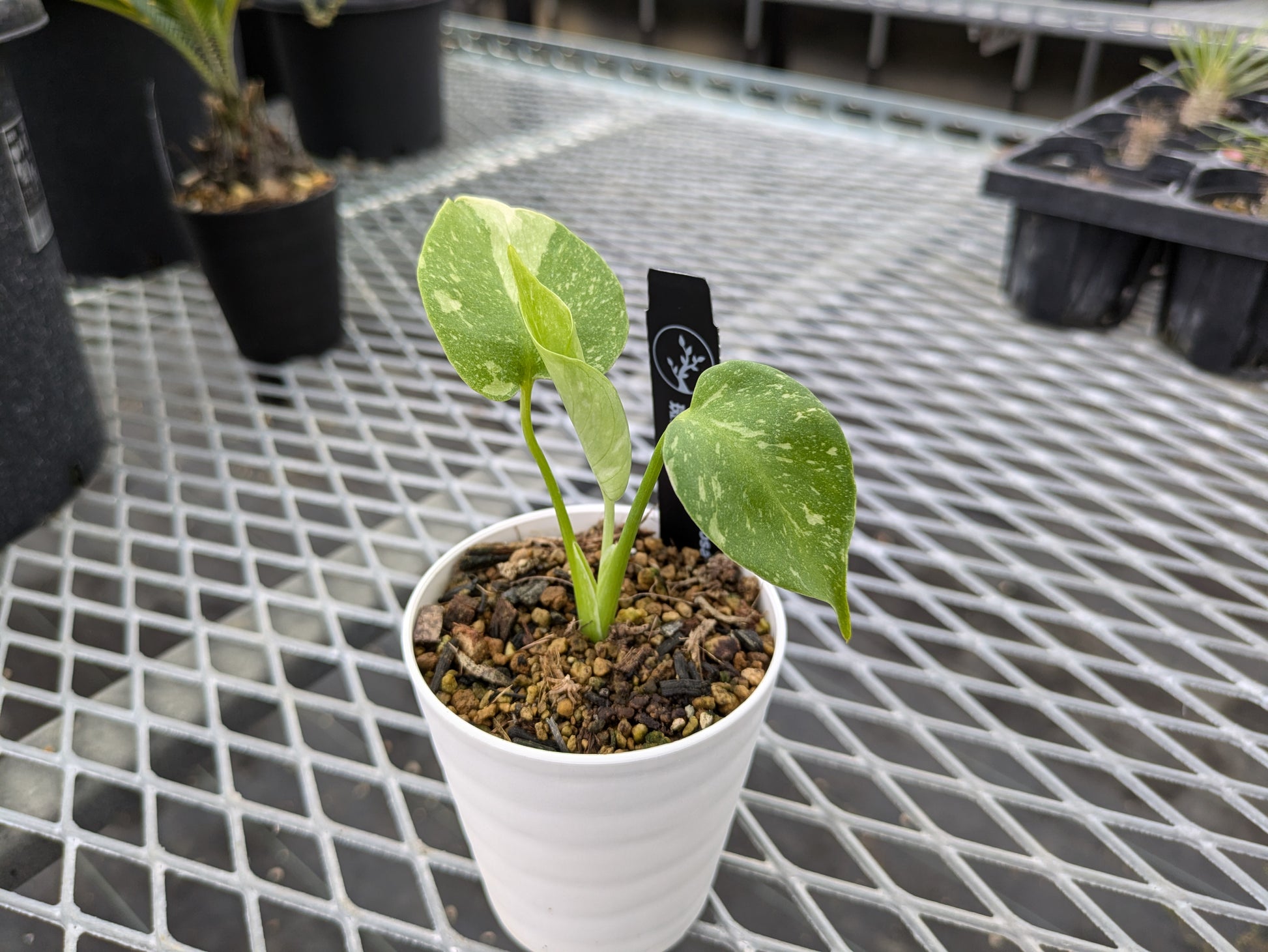 パンダガジュマル 斑入り 新芽展開中 （パンダガジュマルの新着記事  