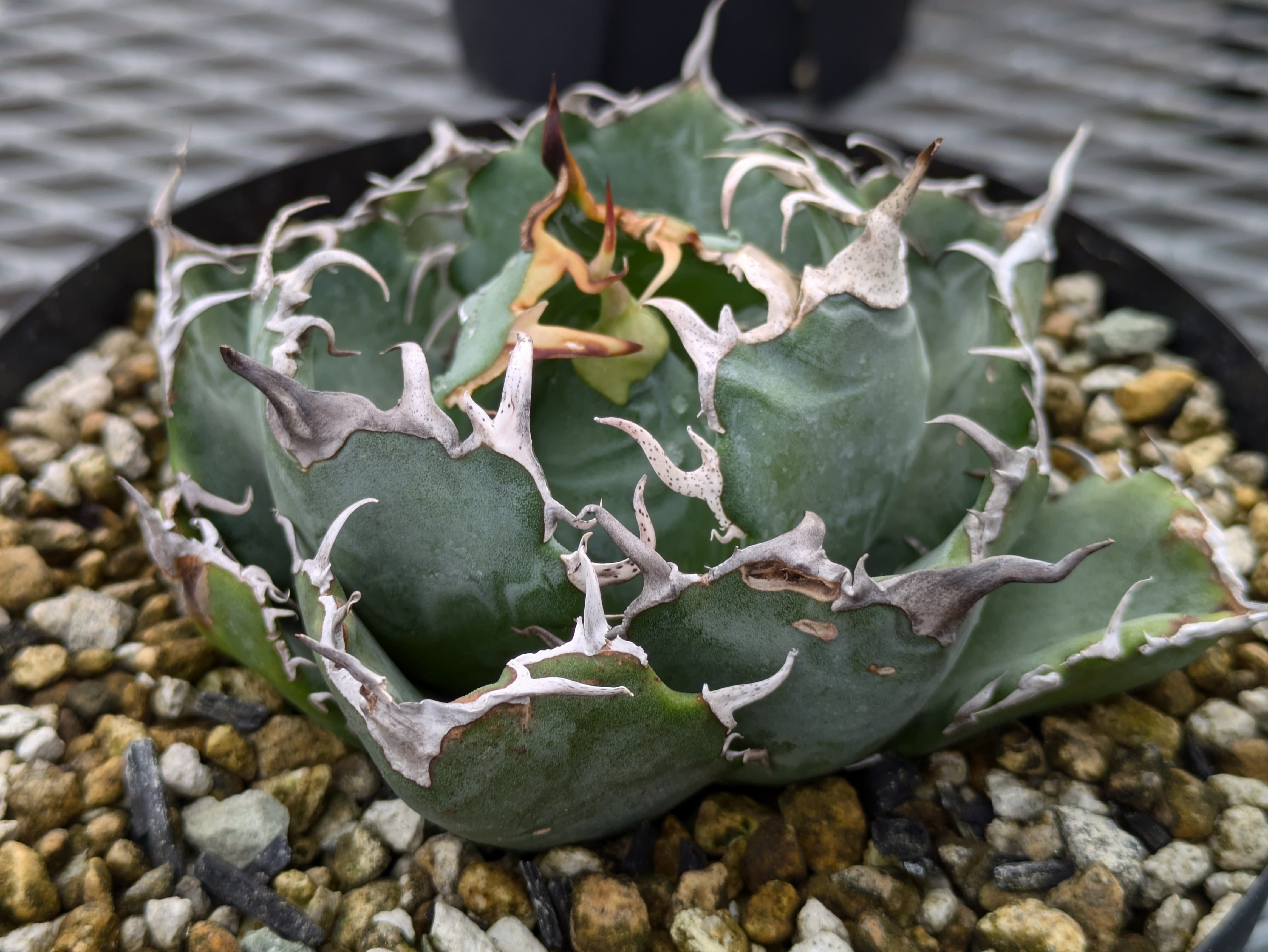 高騰品種】蟹 × 白鯨 hyb アガベチタノタ Agave titanota Agave 高騰品種】蟹 × 白鯨 hyb アガベチタノタ Agave titanota Agave