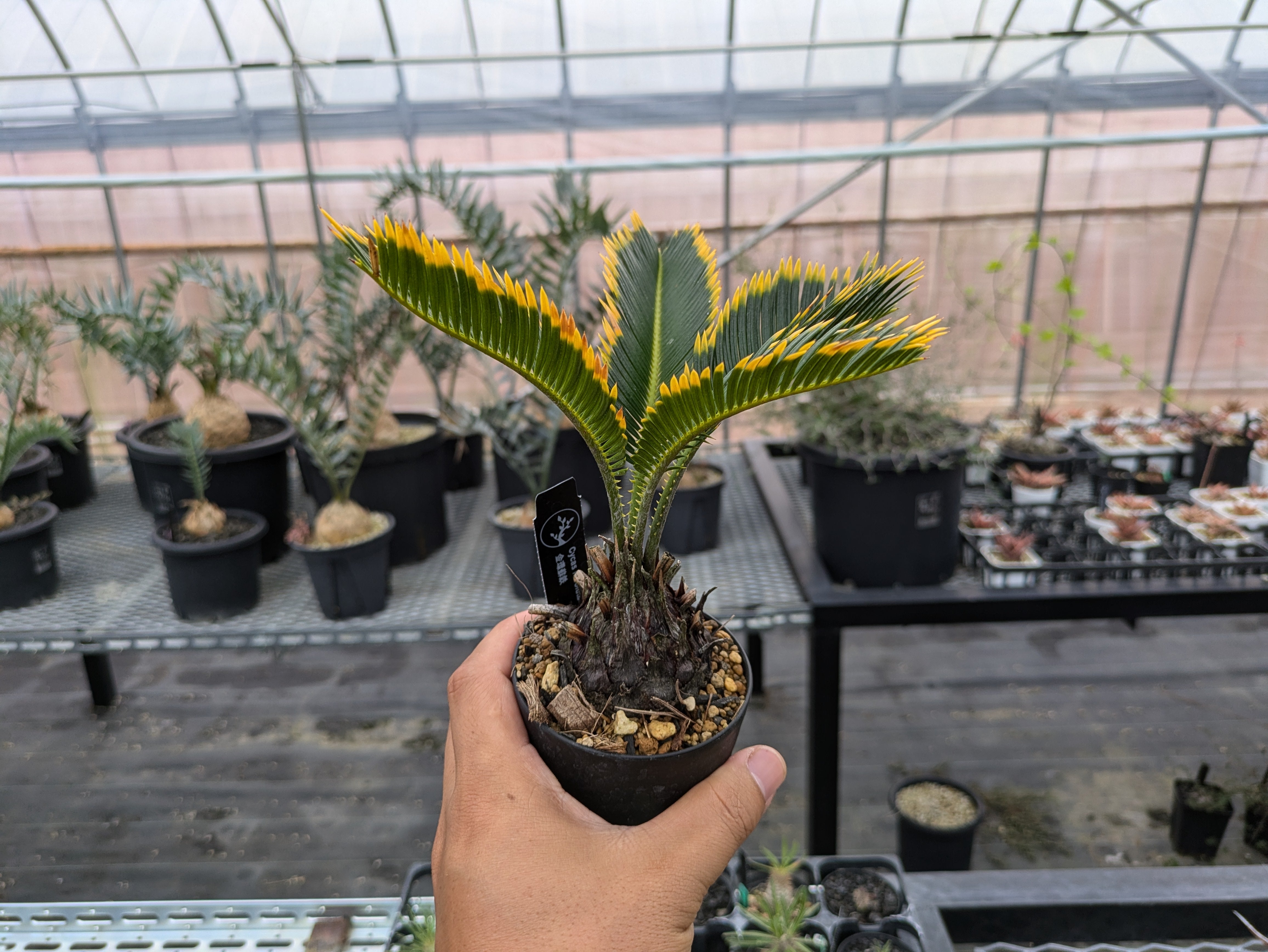 Cycas revoluta 金環蘇鉄 金環ソテツ – THE CORE