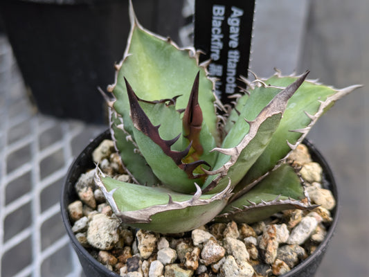 Agave Titanota ブラックファイヤー　黒火焔