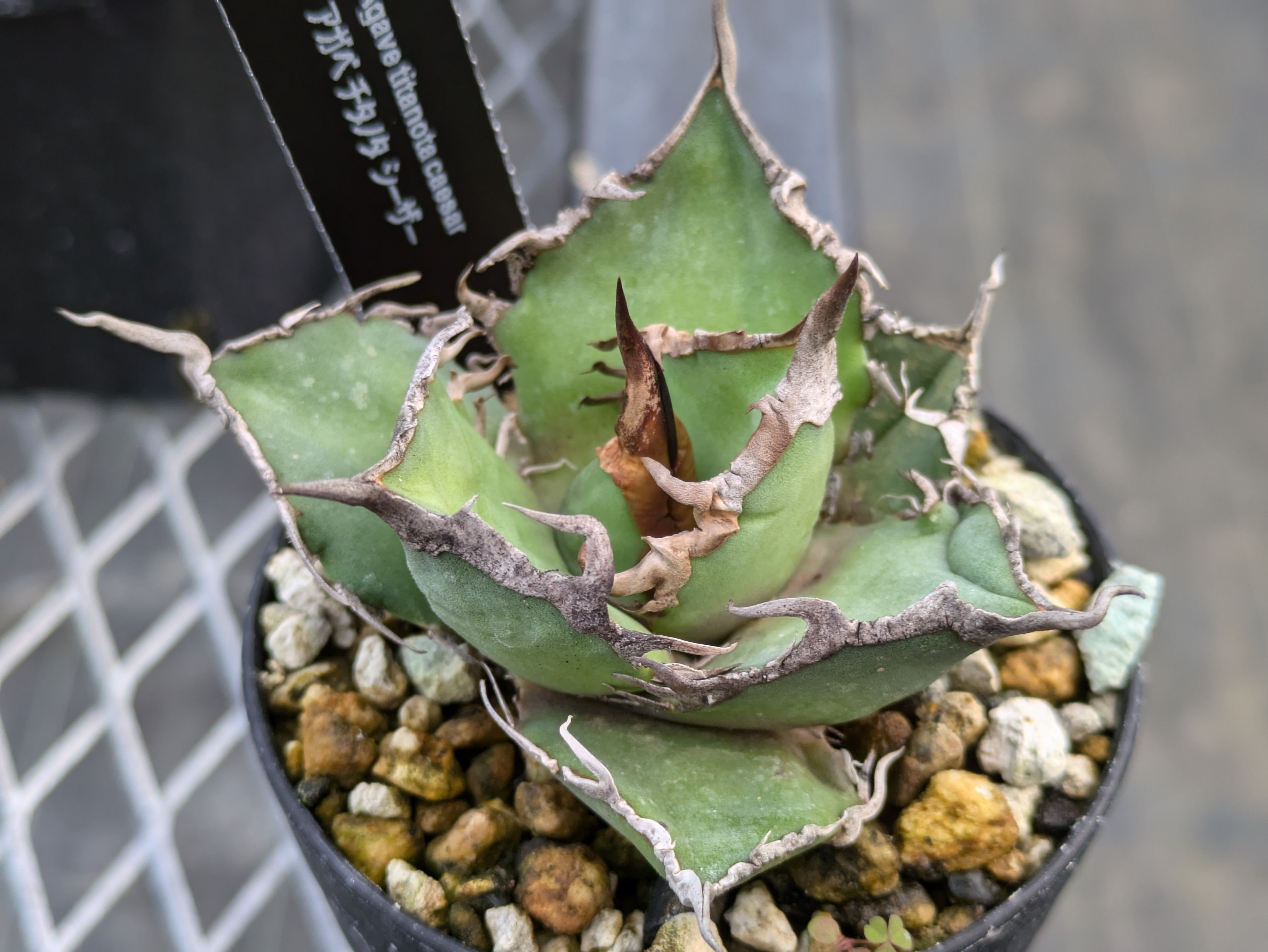 Agave Titanota “Caesar”凱撒　シーザー