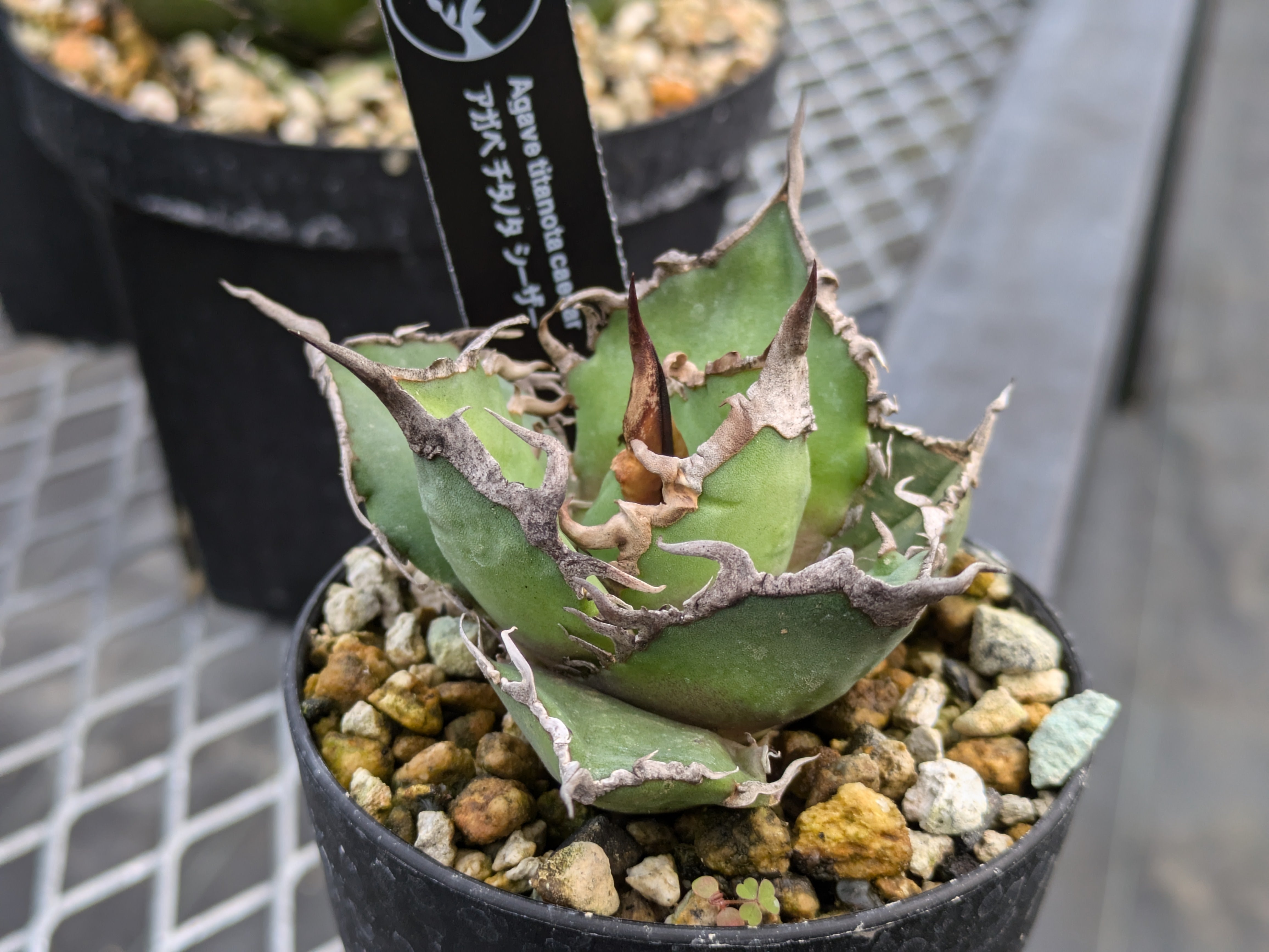 Agave Titanota “Caesar”凱撒 シーザー – THE CORE