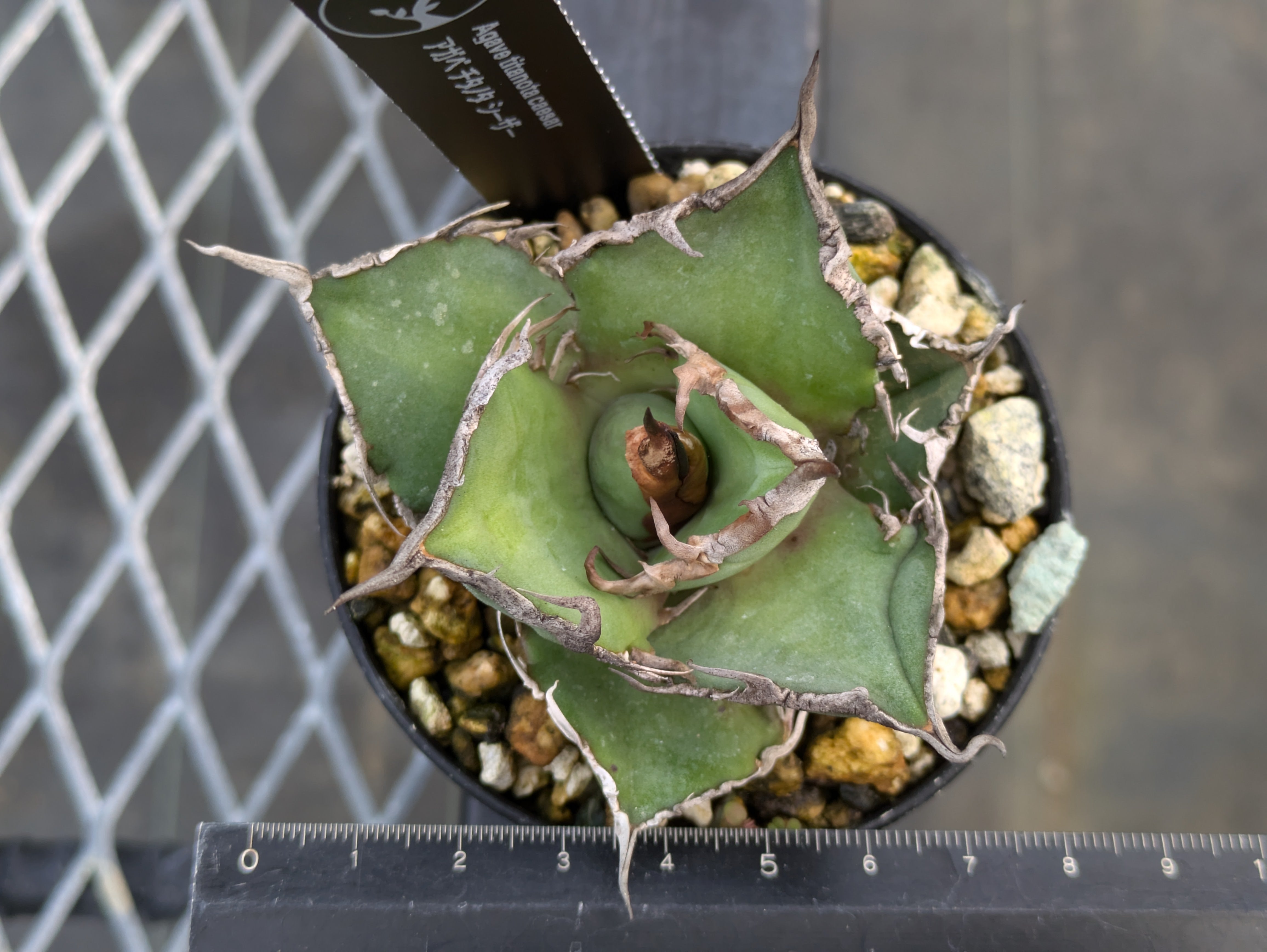 Agave Titanota “Caesar”凱撒 シーザー – THE CORE