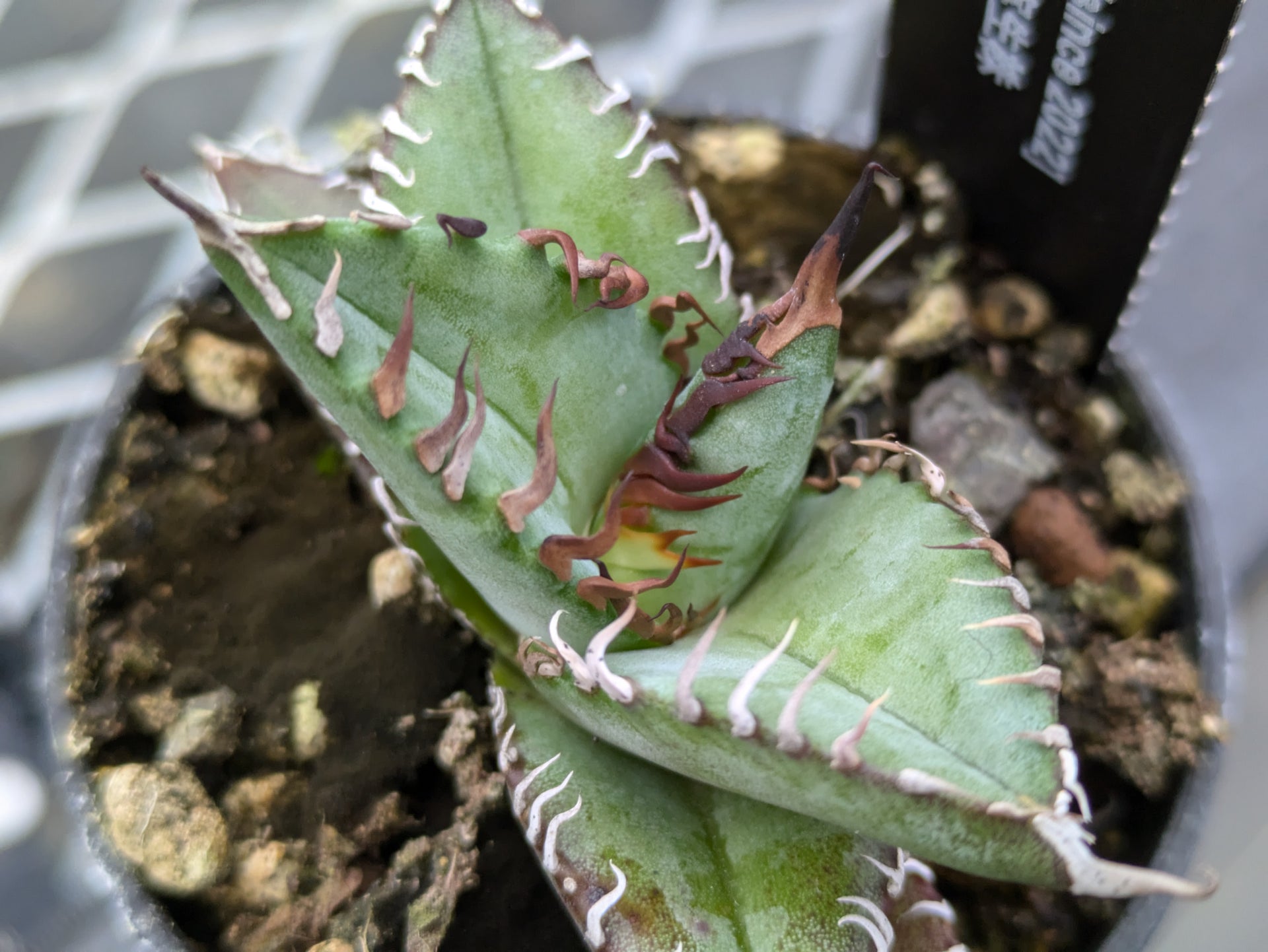 アガベ オテロイ実生⑥ 見放さ 