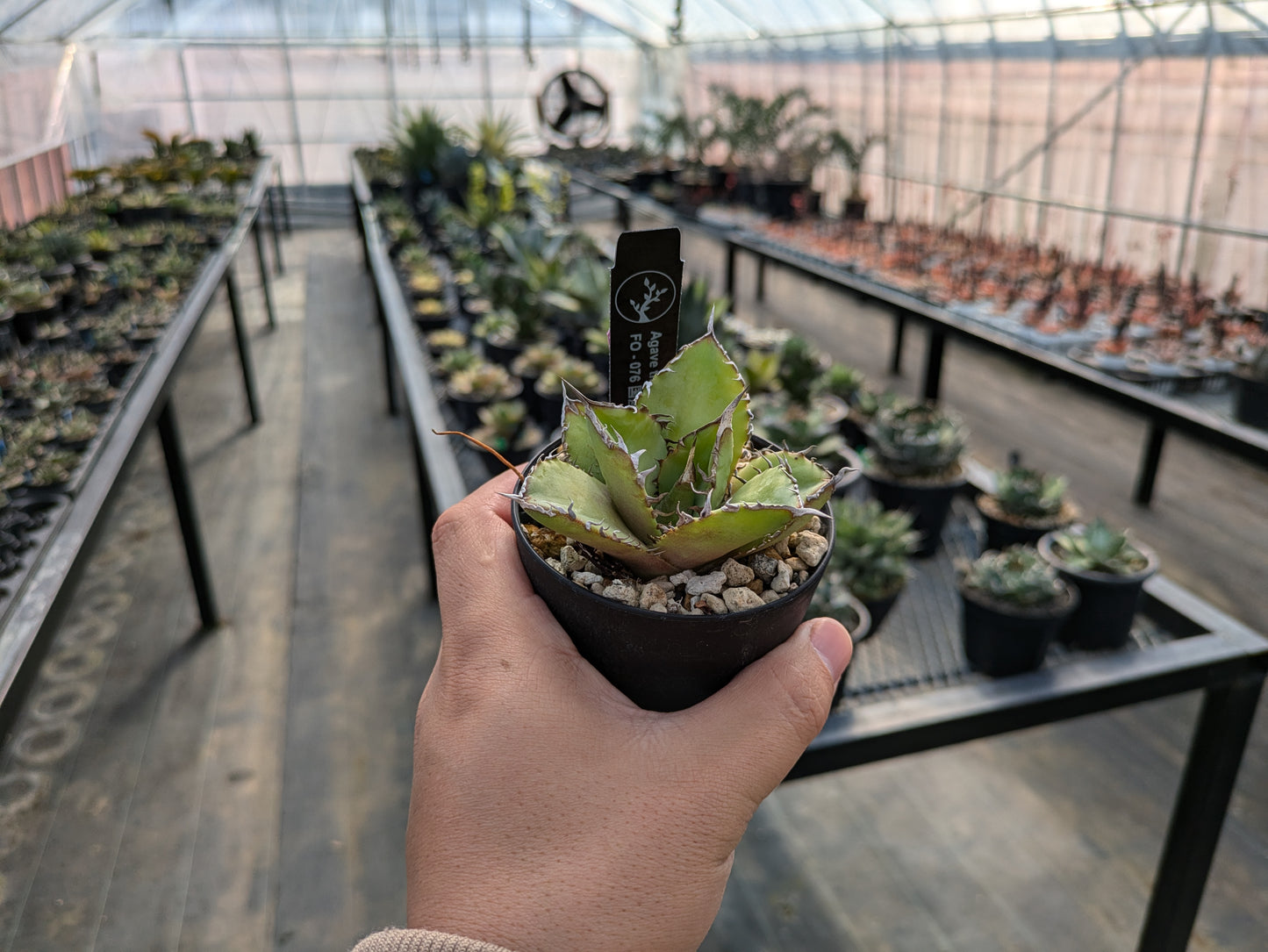 Agave Titanota FO-076 国産古株