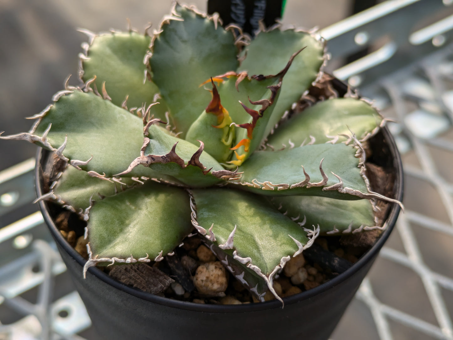 Agave Titanota Filigree フィリグリー　