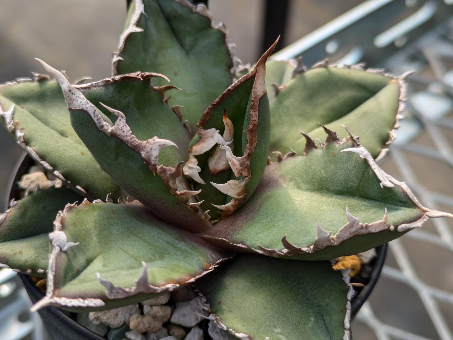 Agave Titanota 狼人