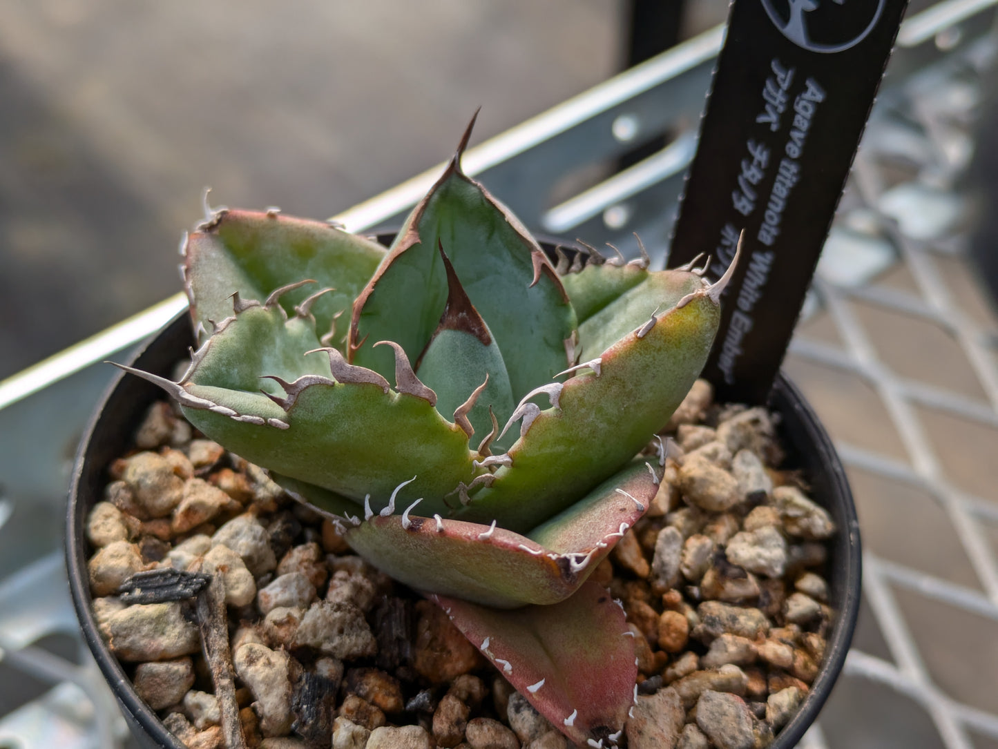 Agave Titanota ホワイトエンバー