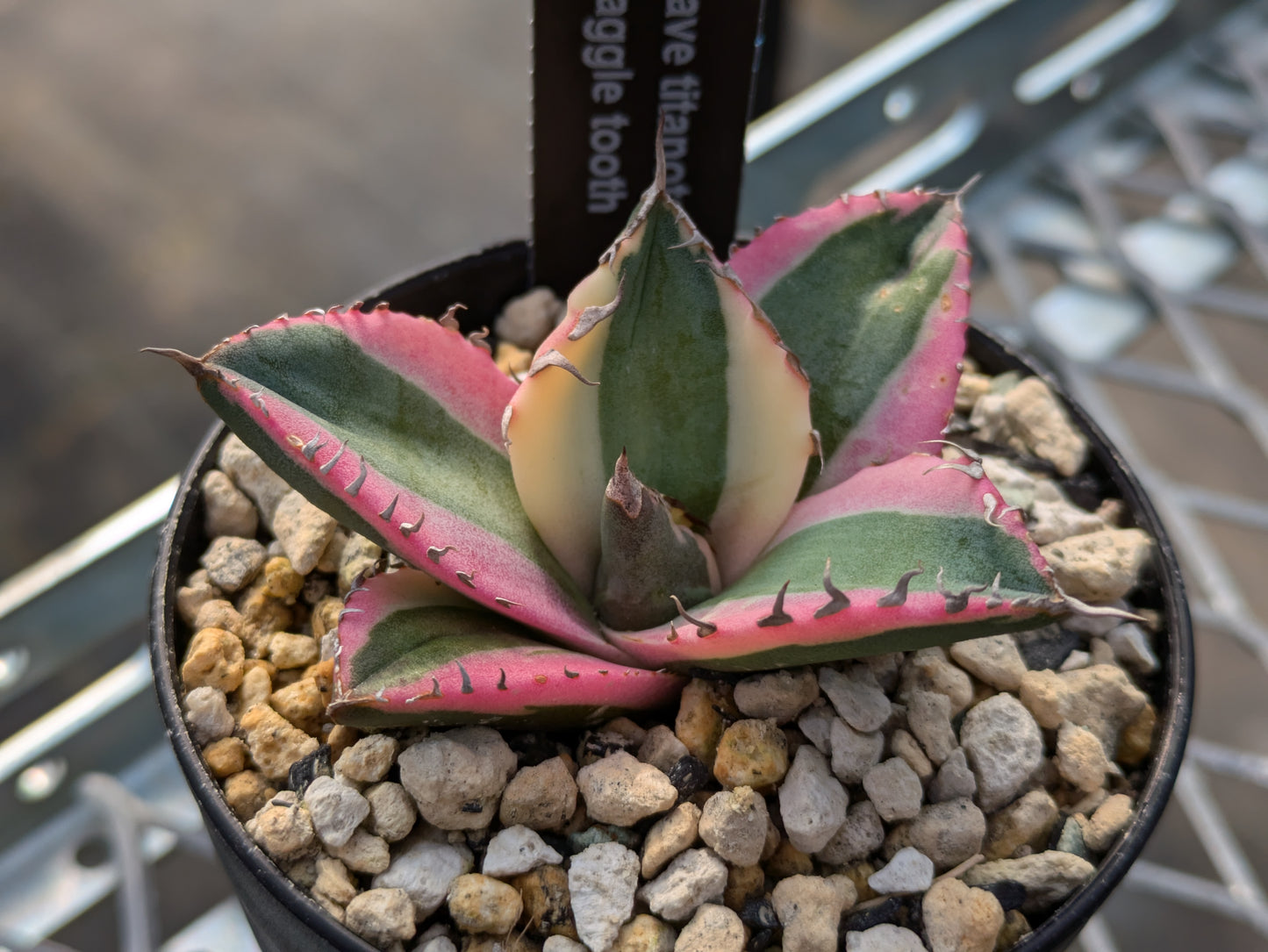 Agave Titanota スナグルトゥース