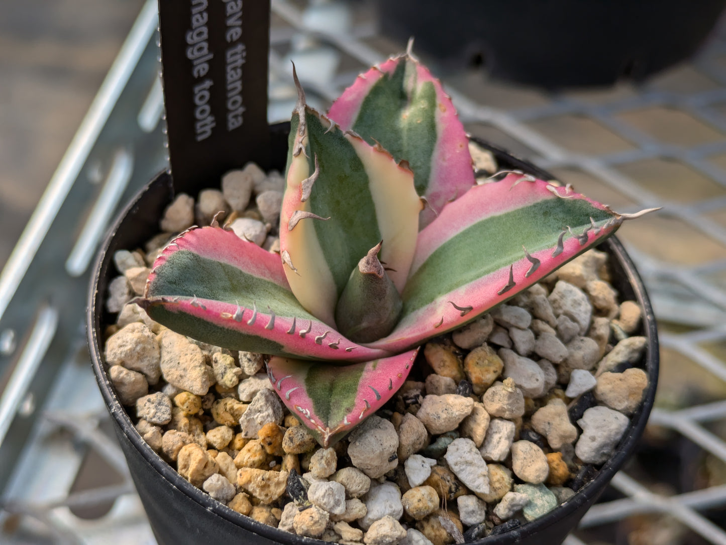 Agave Titanota スナグルトゥース