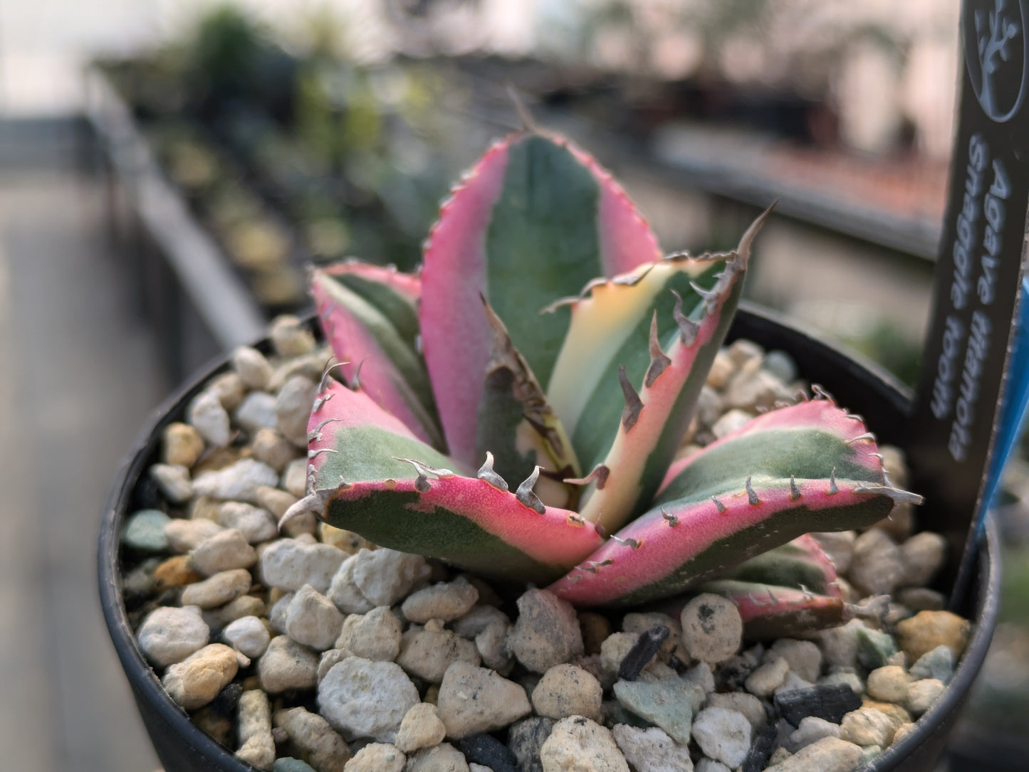 Agave Titanota スナグルトゥース