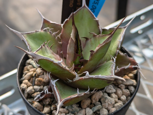 Agave Titanota インフェルノ