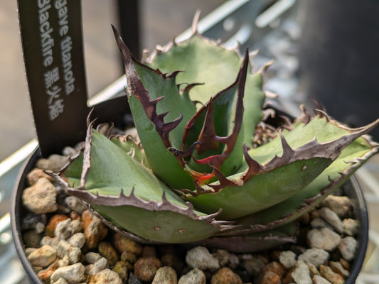 Agave Titanota ブラックファイヤー　黒火焔