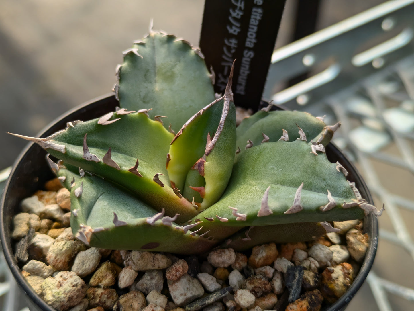 Agave Titanota サンバースト