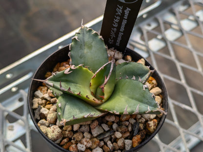 Agave Titanota サンバースト