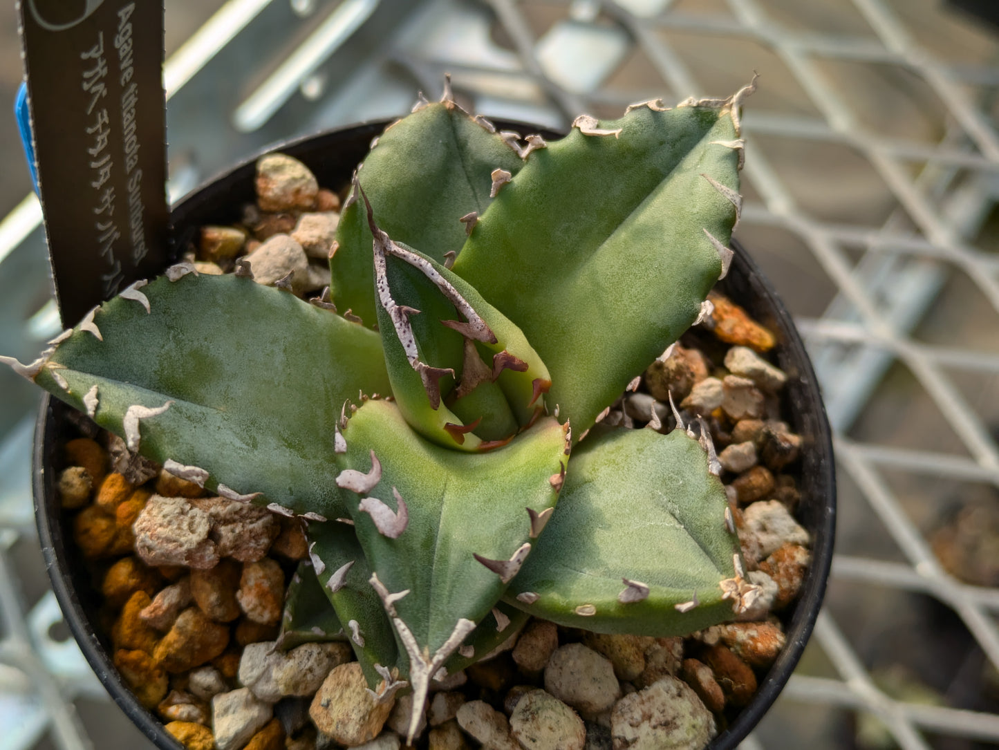 Agave Titanota サンバースト