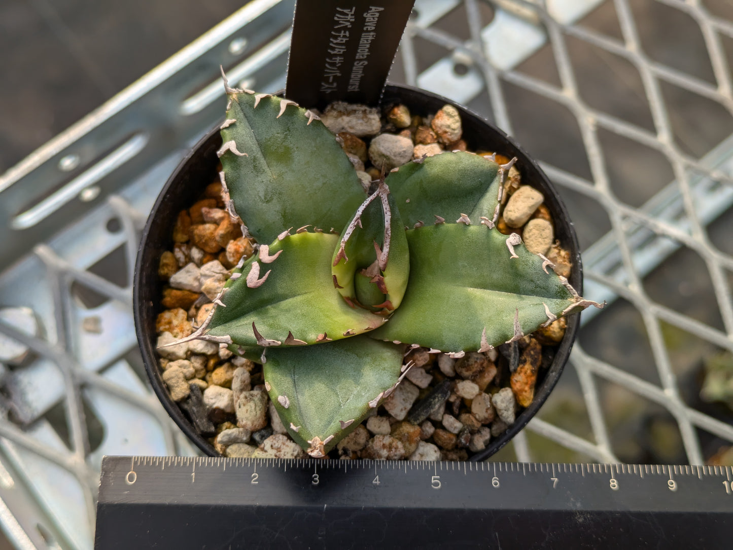 Agave Titanota サンバースト