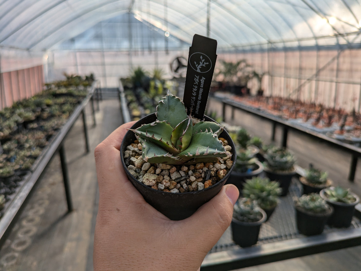 Agave Titanota サンバースト