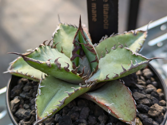 Agave Titanota ライオンズメーン