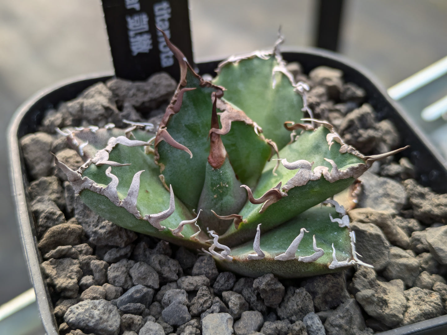 Agave Titanota “Caesar”凱撒　シーザー　