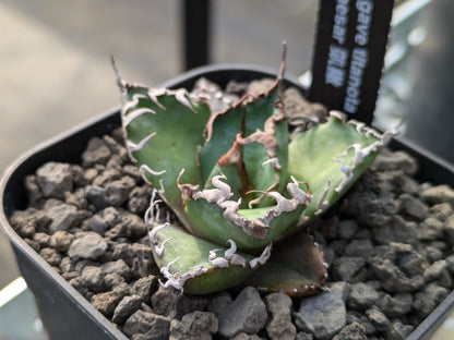 Agave Titanota “Caesar”凱撒　シーザー　