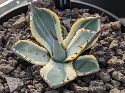 Agave parryi 'Orizaba' オリザバ