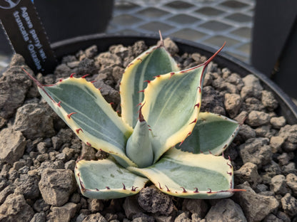 Agave parryi 'Orizaba' オリザバ