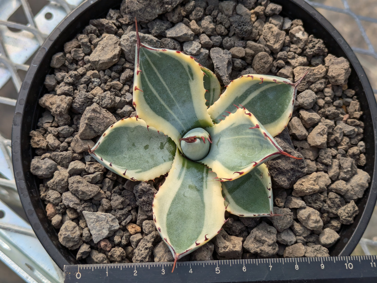 Agave parryi 'Orizaba' オリザバ