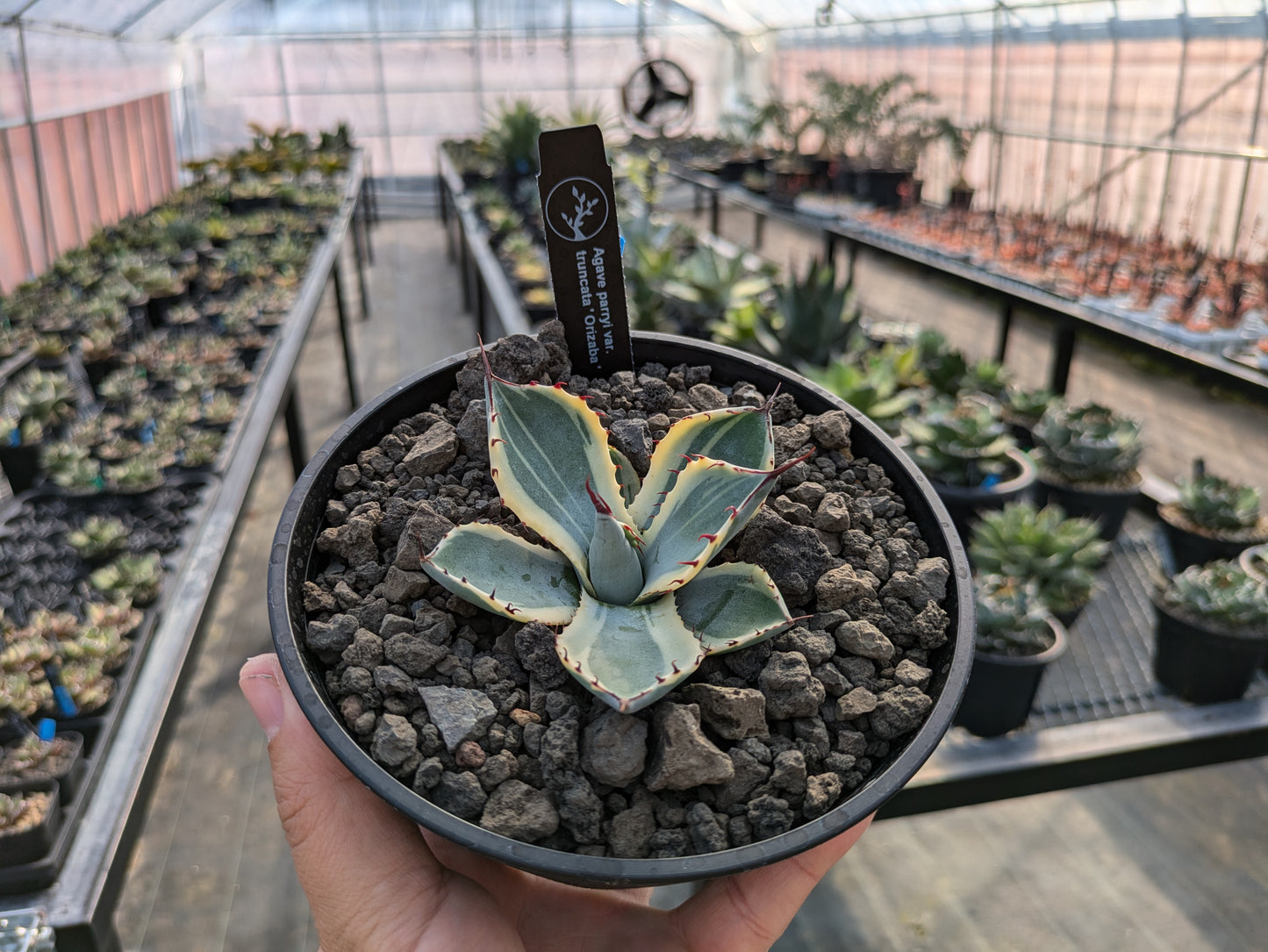 Agave parryi 'Orizaba' オリザバ