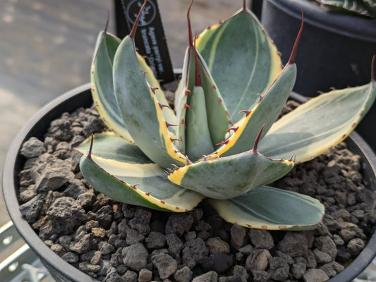 Agave parryi 'Orizaba' オリザバ